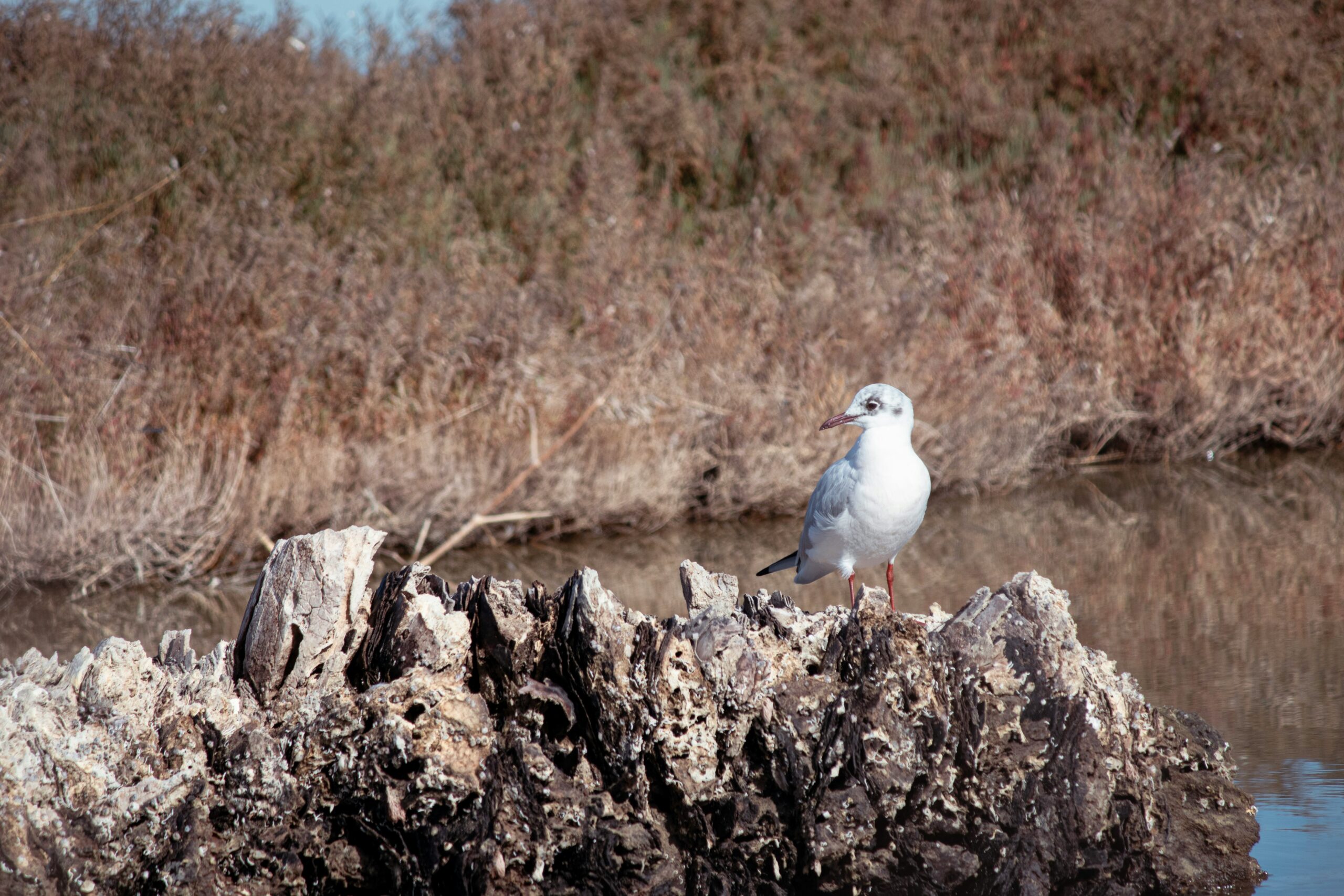 Read more about the article Understanding Pollution and the Importance of Water Conservation